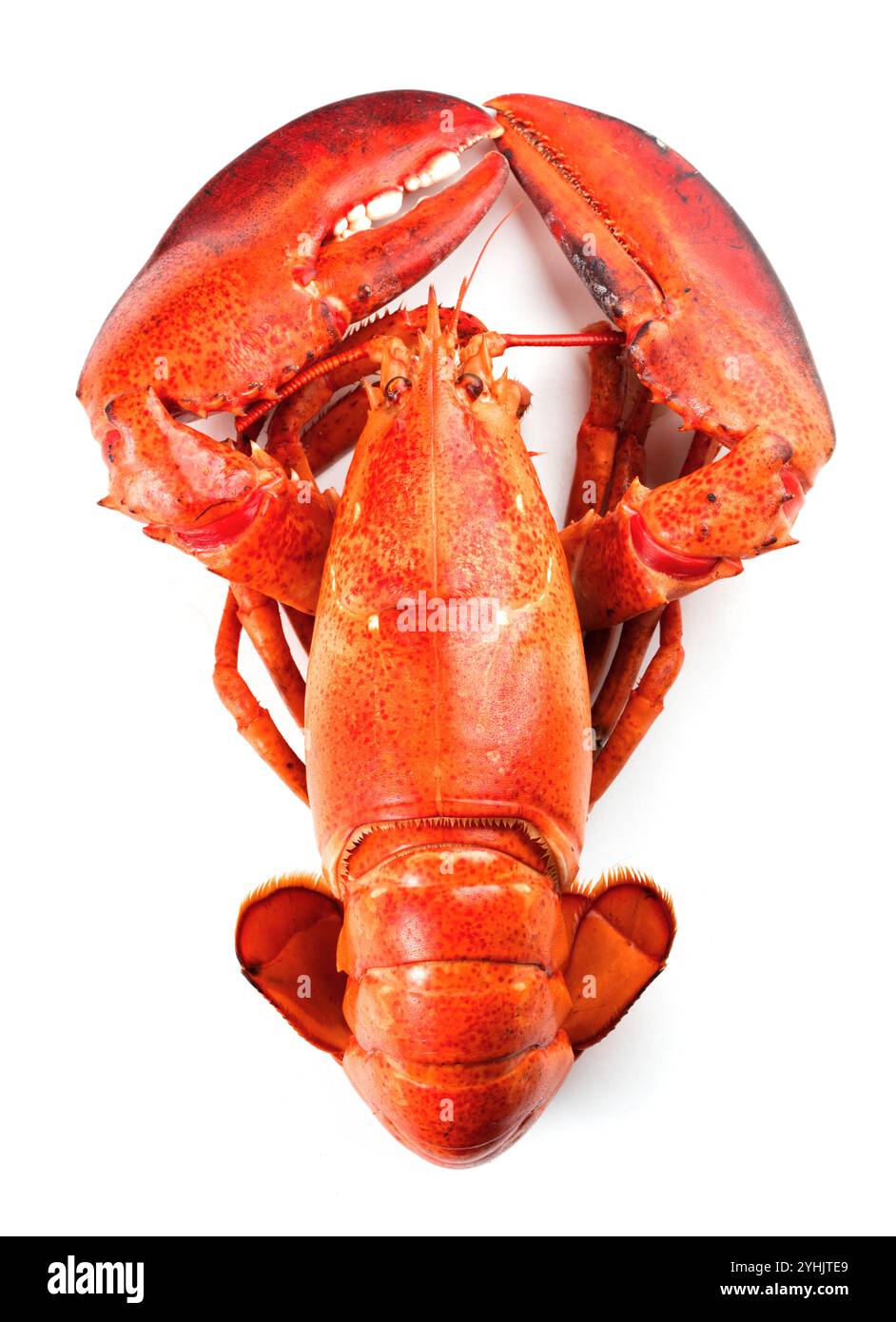 Red Lobster isolati su sfondo bianco Foto Stock