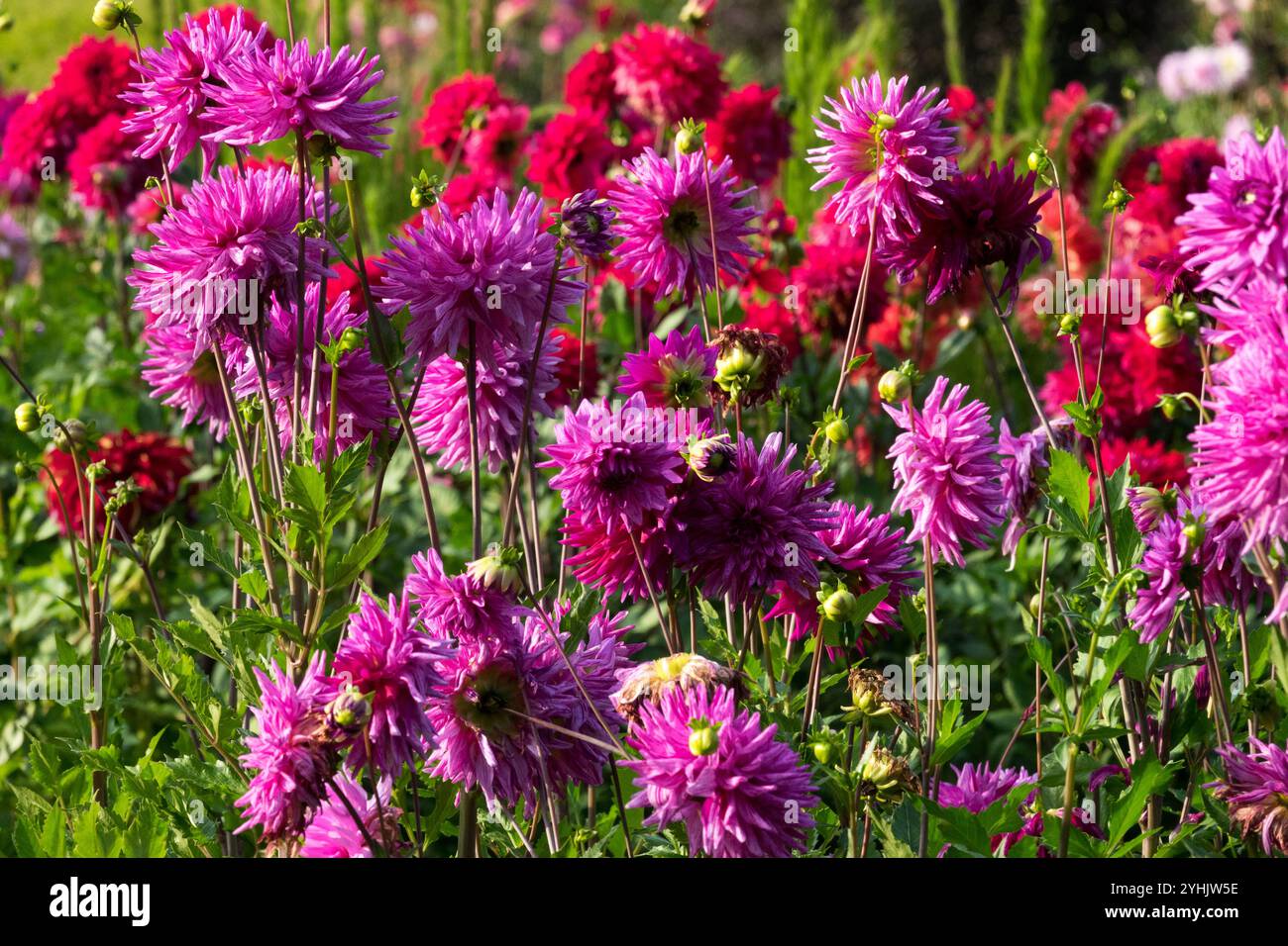 Giardino delle dahlias misto autunno Foto Stock