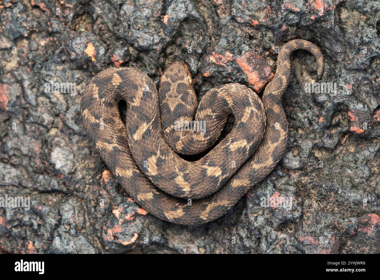 Vipera con scaglie di sega, vipera con scaglie di sega indiana, Echis carinatus, Satara, Maharashtra, India Foto Stock
