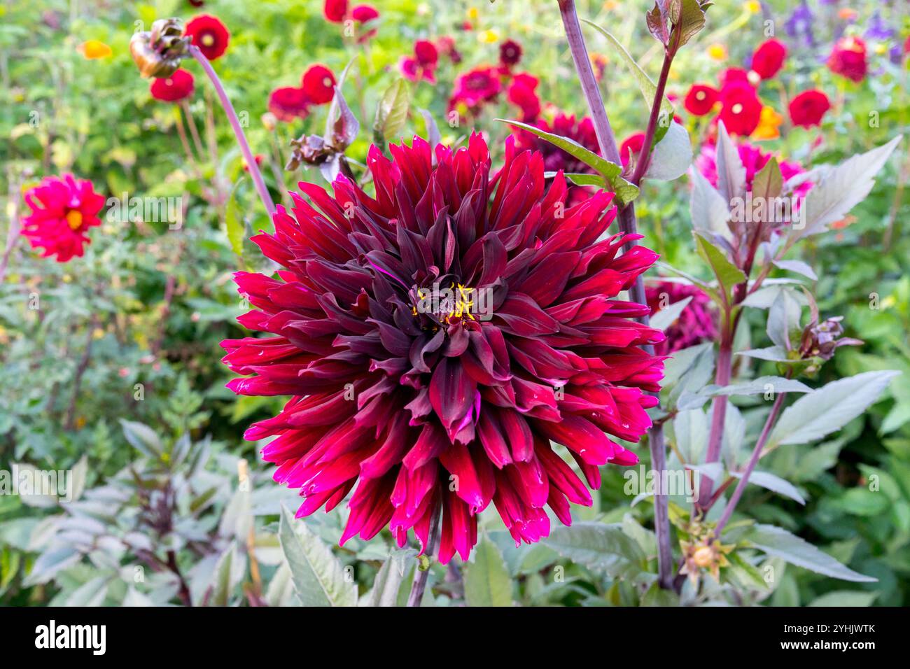 Fiore rosso scuro Dahlia "Black Jack" Foto Stock
