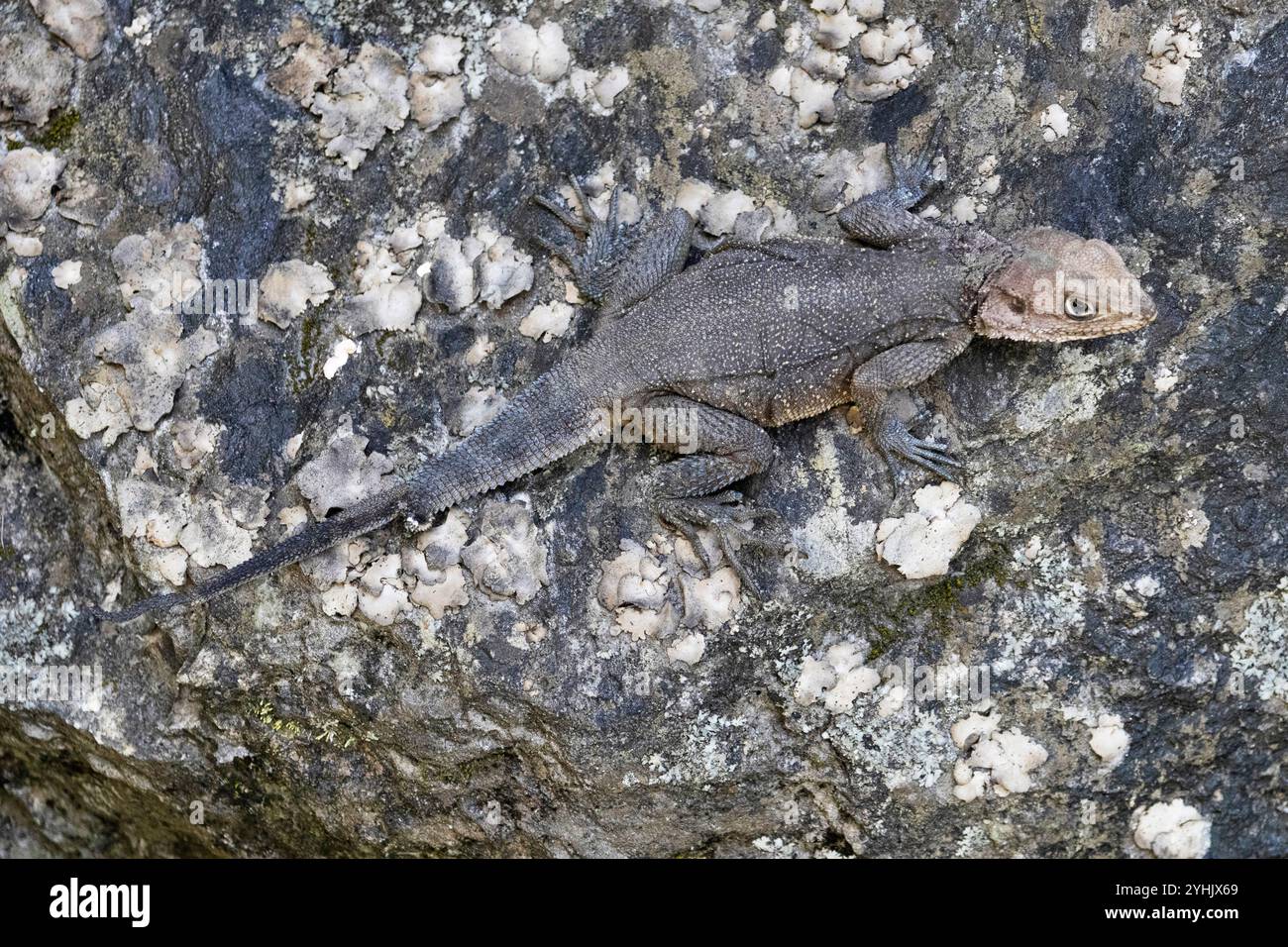 Laudakia sp. è una lucertola agamide. Agamidae è una famiglia di oltre 550 specie di lucertole iguane indigene di Africa, Asia, Australia e alcune di Sou Foto Stock