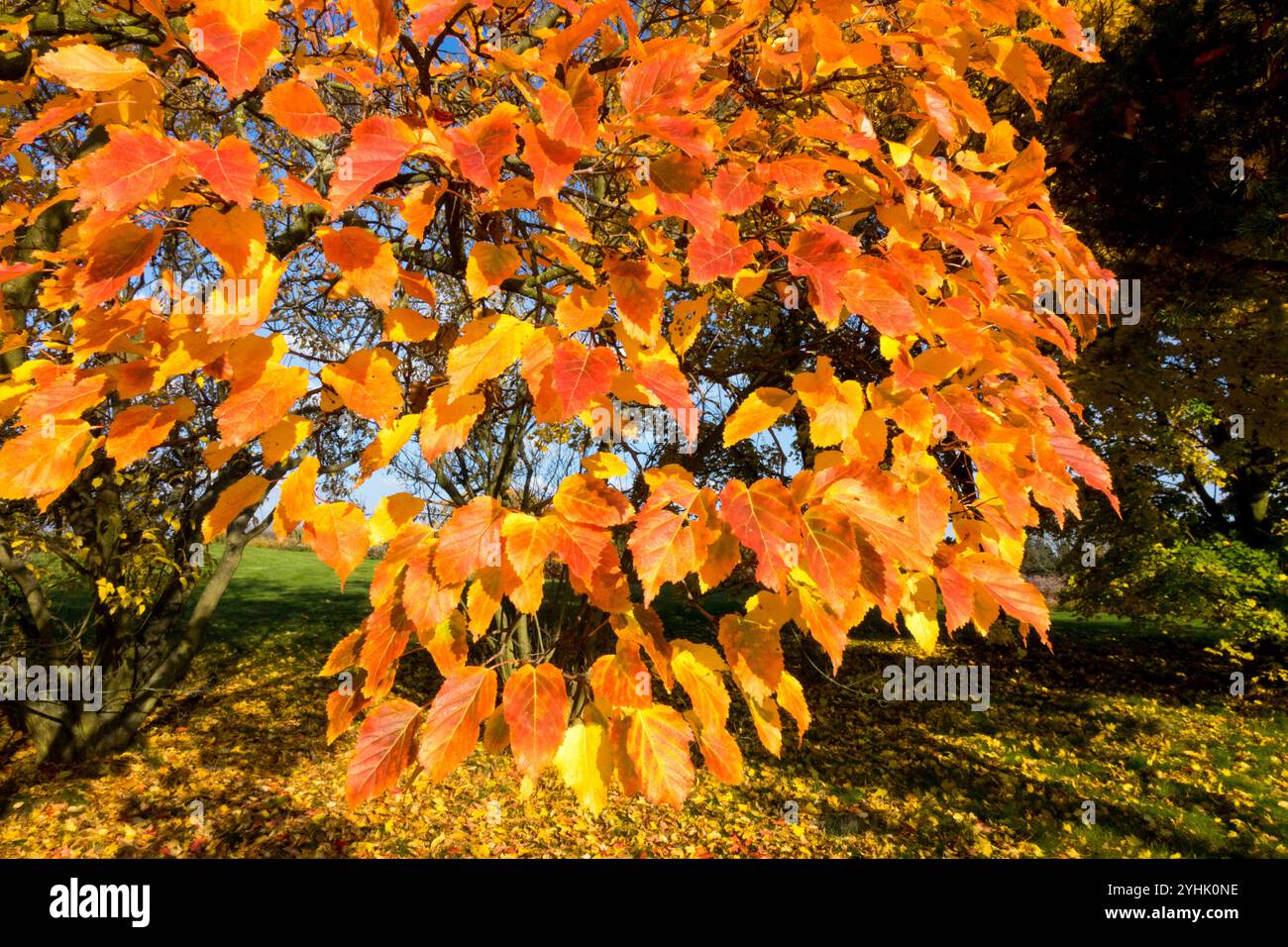 Amur Acero Autunno Acer "Ginnala" Sunny Day Sun Meteo in giardino foglie cambia colore Foto Stock