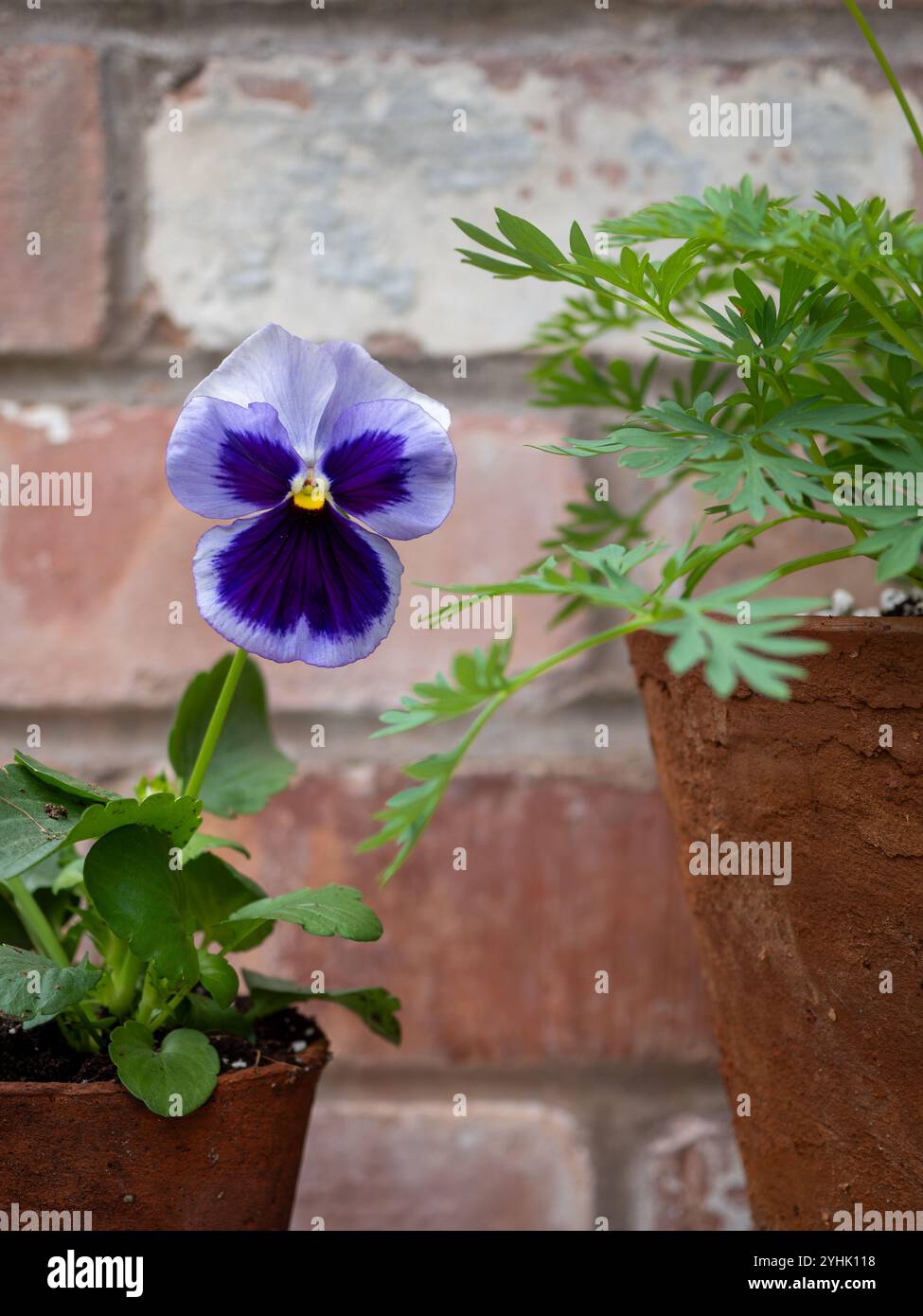 Fiore viola viola viola e primo piano in una pentola di terracotta d'epoca su uno sfondo in mattoni recuperati in un giardino di cottage britannico in autunno inverno Foto Stock