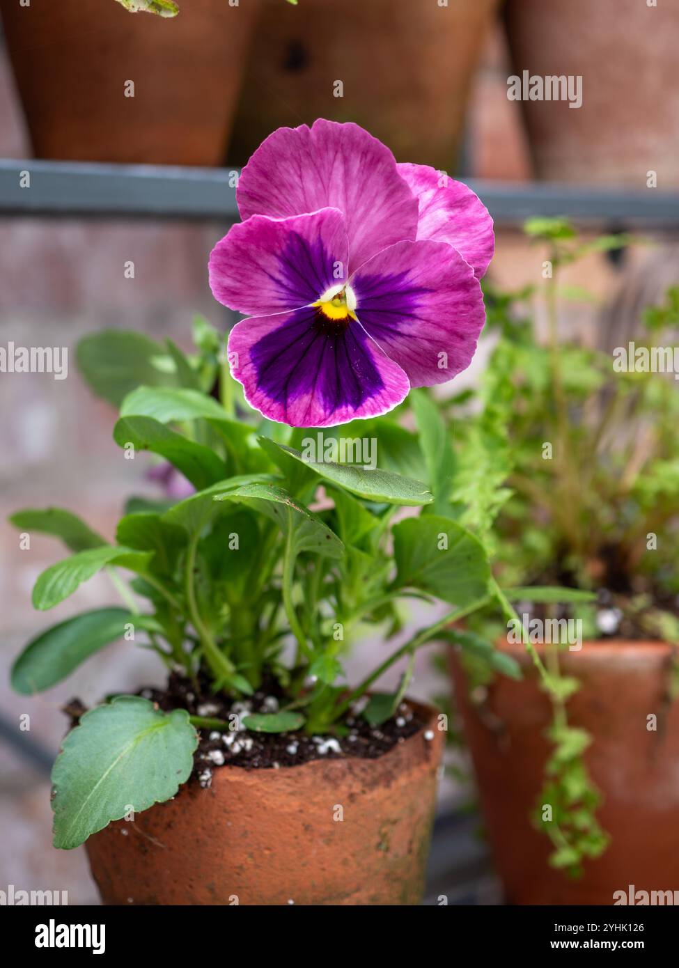 Un fiore di pansia rosa e viola da vicino, su una pianta in una piccola pentola di terracotta come parte di. Un giardino in autunno / inverno Foto Stock