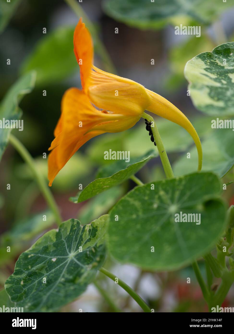 Primo piano di un fiore di nasturtium con la farfalla nera sullo stelo che mostra il suo valore come pianta da compagnia contro i parassiti in un potager o in un giardino commestibile biologico Foto Stock