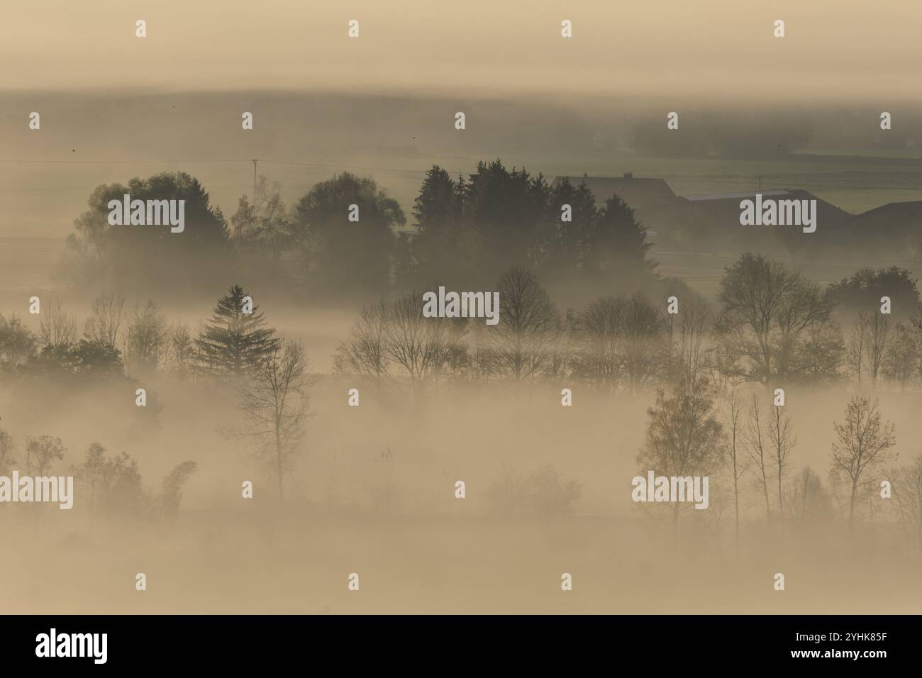 Foggy Mood, nebbia, luce del mattino, retroilluminazione, autunno, Loisach-Lake Kochel-Moor, ai piedi delle Alpi, Baviera, Germania, Europa Foto Stock