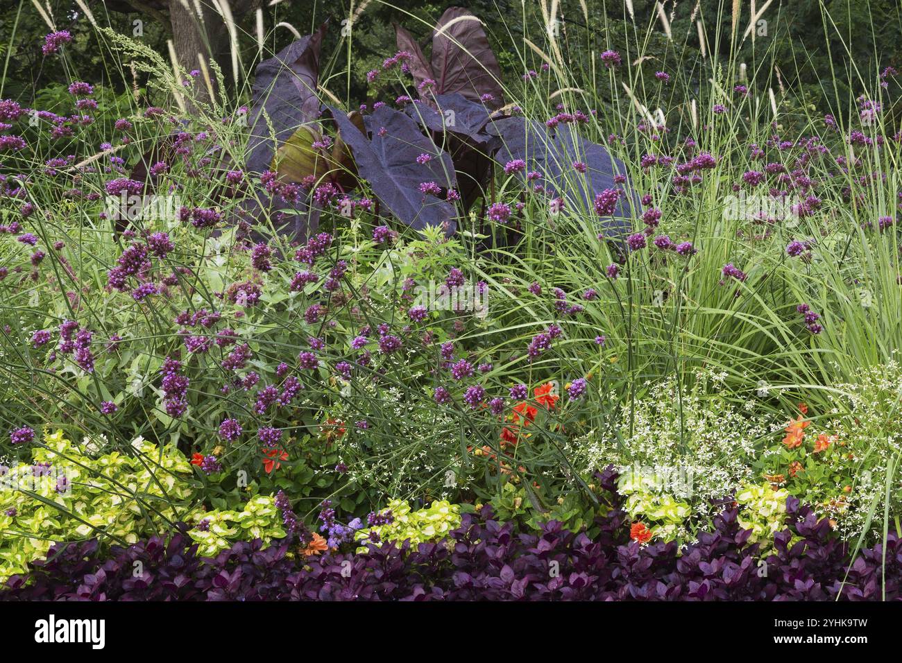 Alternanthera dentata 'Purple Knight', Joseph's Coat, White Euphorbia, Spurga, Purple Verbena e Colocasia esculenta, Elephant Ear's o Taro in Mixed Foto Stock