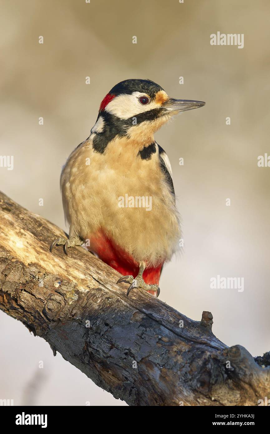 Un grande picchio maculato (Dendrocopos Major), seduto su un ramo con distintivo piumaggio rosso, bianco e nero, Odenwald, Assia, Germania, Europa Foto Stock