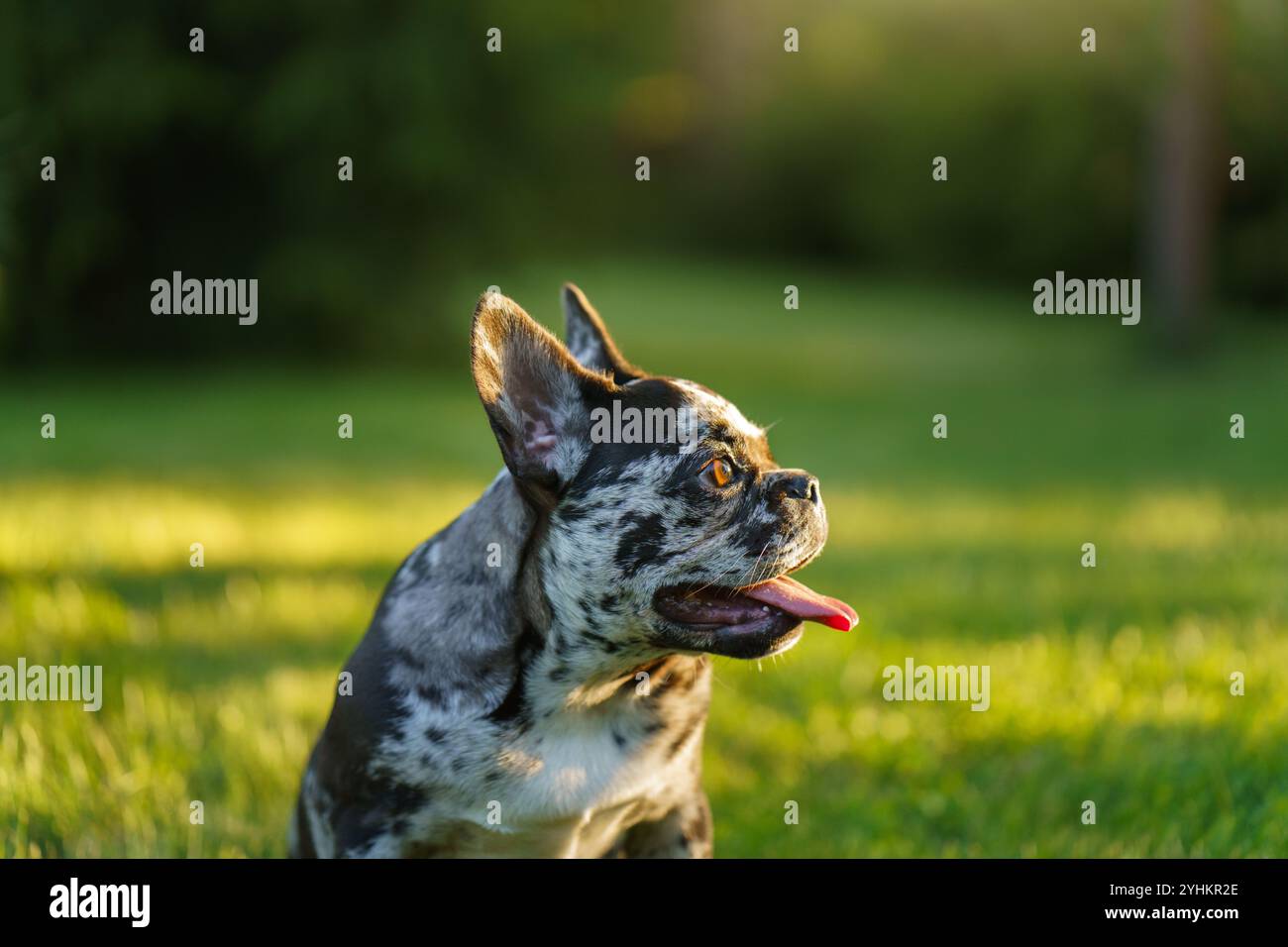 Un Bulldog francese mostra un'espressione profonda e premurosa, guardando in alto con occhi acuti in uno sfondo verde sereno. Foto Stock