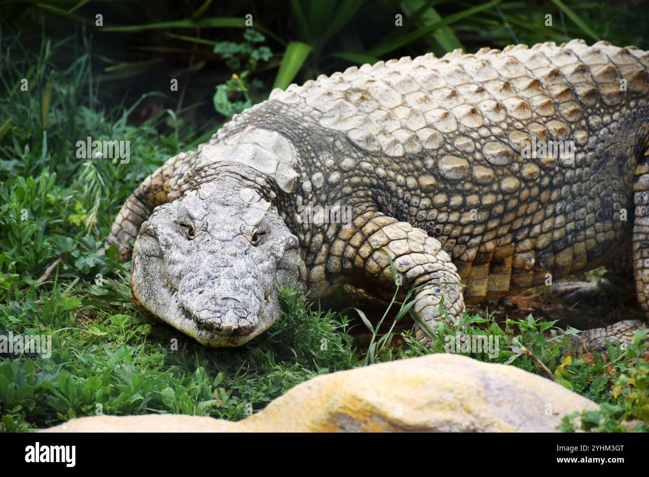 Primo piano di coccodrillo, viso di coccodrillo, occhi rettili, texture della pelle di coccodrillo, coccodrillo feroce, bocca di coccodrillo, scaglie di coccodrillo, fotografia di animali selvatici Foto Stock