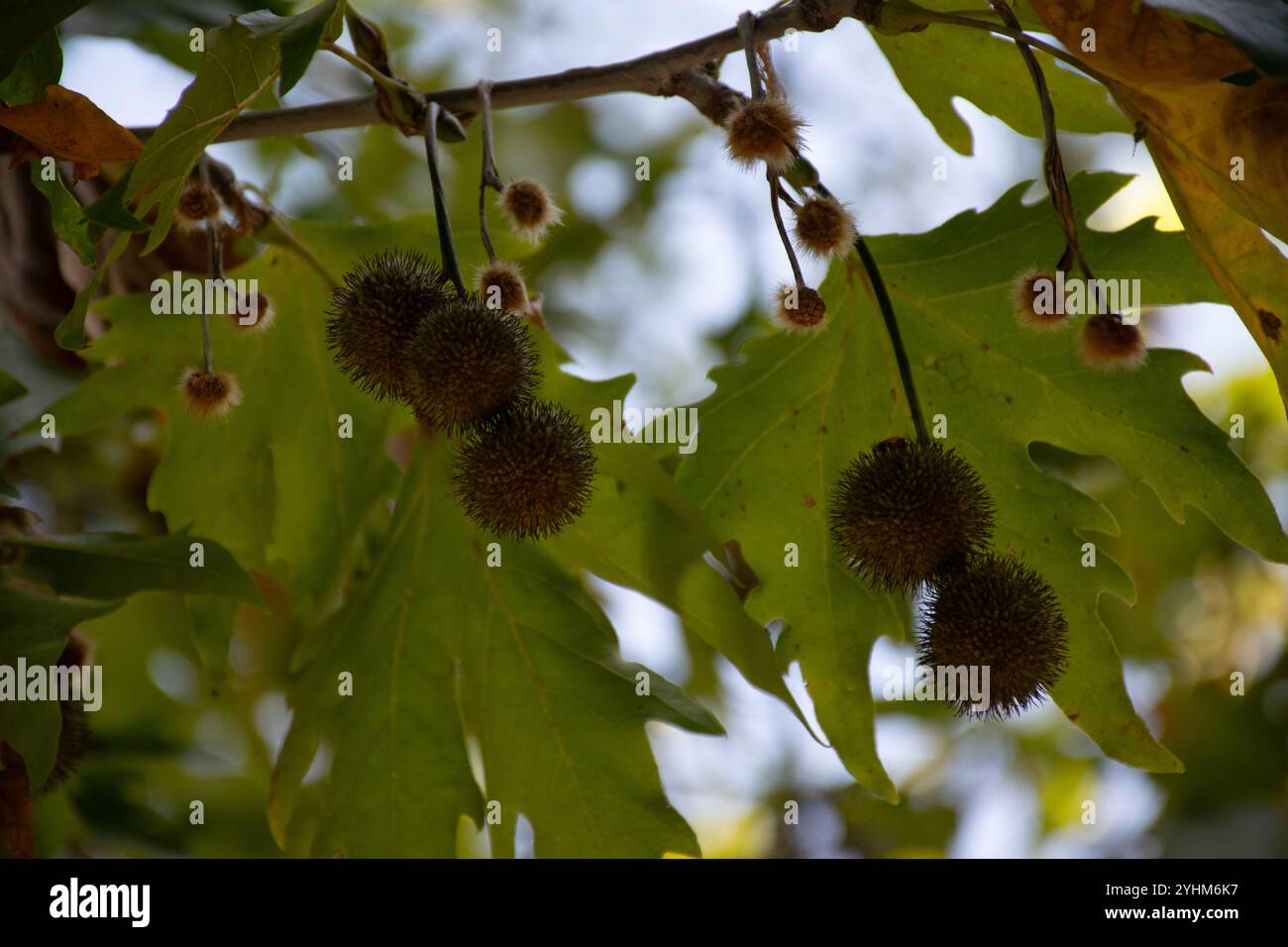 Foresta ad Atene, scena forestale Foto Stock