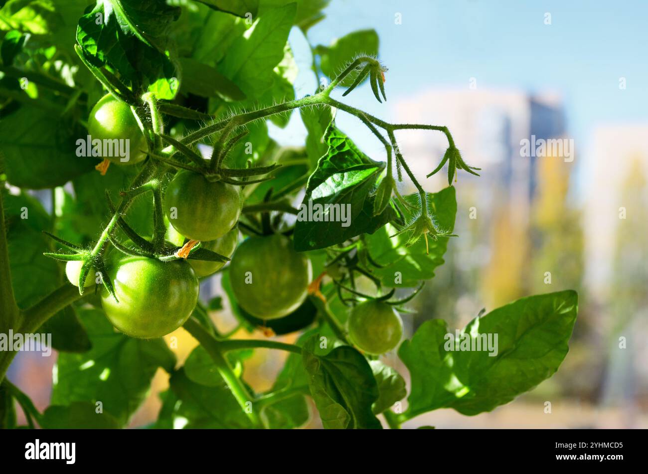 Pomodori che crescono in un secchio sul balcone. Frutta verde sui rami. Raccolta di pomodori domestici. Foto Stock
