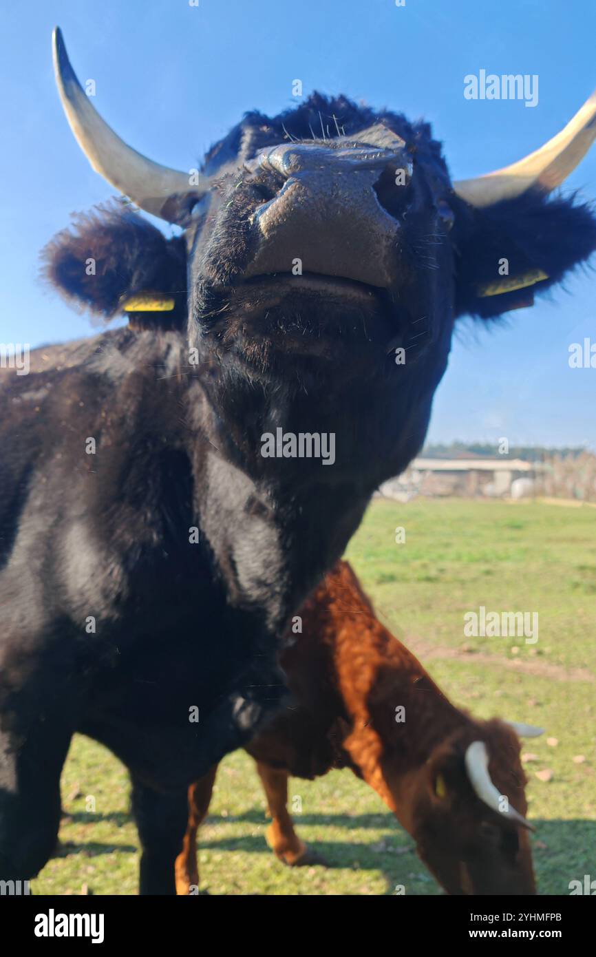 Primo piano di un toro nero dal basso in un pascolo soleggiato Foto Stock