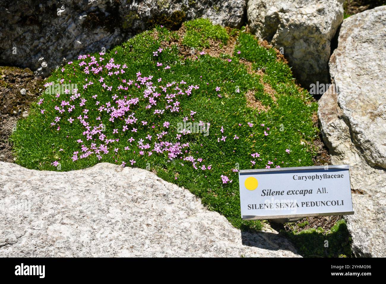 Pianta di Silene acaulis excapa, appartenente alla famiglia delle Caryophyllaceae, nell'Orto Botanico Alpino Saussurea dello Skyway Monte bianco, Italia Foto Stock