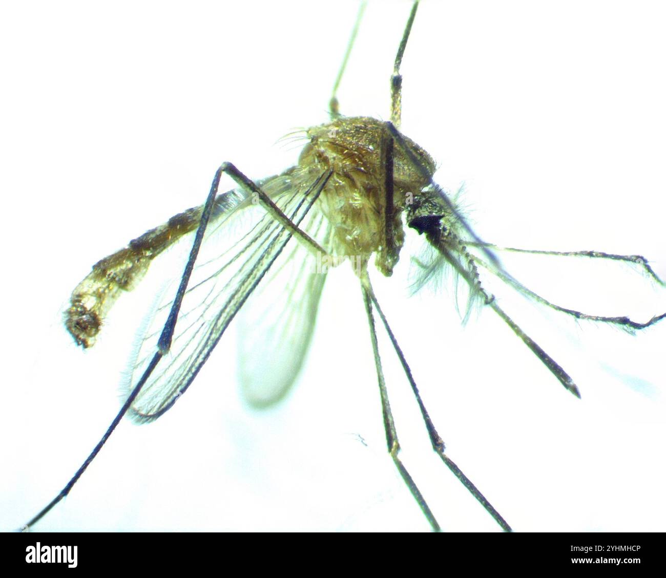 Southern House Mosquito (Culex quinquefasciatus) Foto Stock