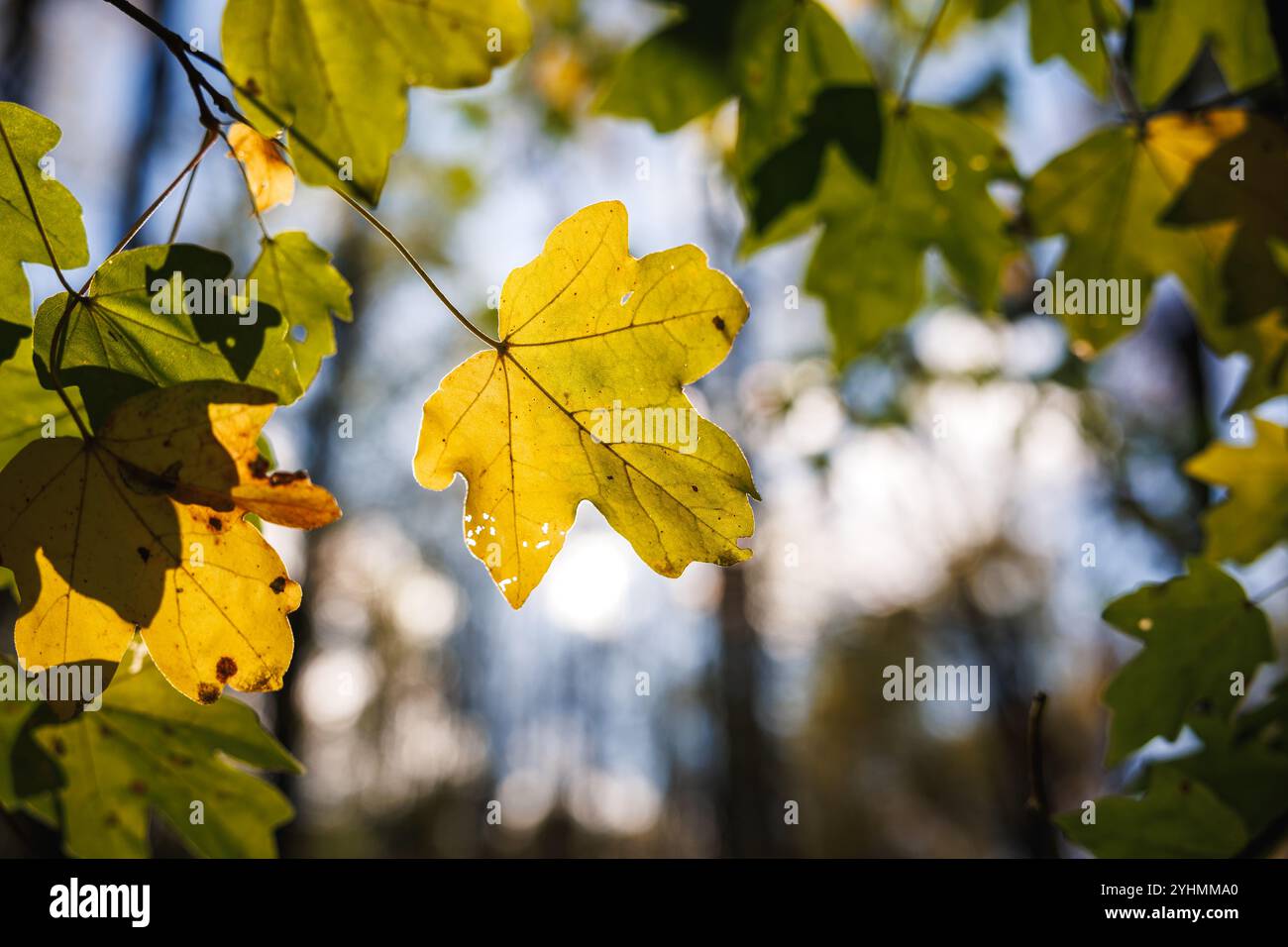 Stagione autunnale nella foresta. Foglia d'acero di colore autunnale. Giorno di sole e bel tempo durante l'estate indiana Foto Stock