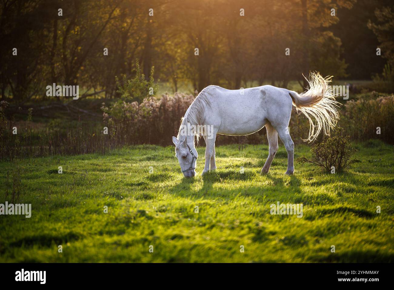 Cavallo bianco che pascolano l'erba sul pascolo durante il tramonto. Tranquillo paesaggio rurale presso il ranch degli animali Foto Stock