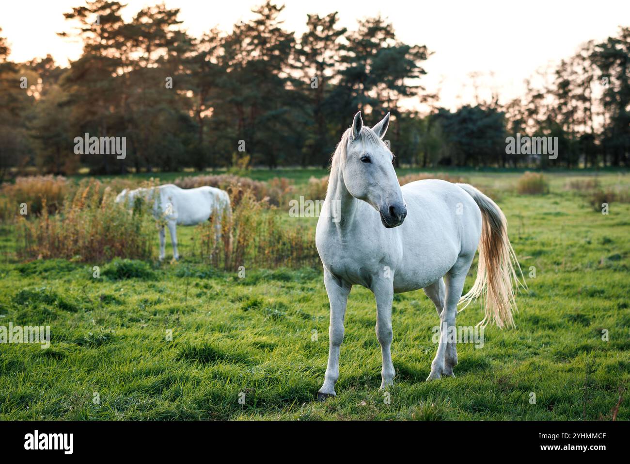 Cavalli bianchi che pascolano l'erba sul prato durante il tramonto. Tranquillo paesaggio rurale presso la fattoria degli animali Foto Stock
