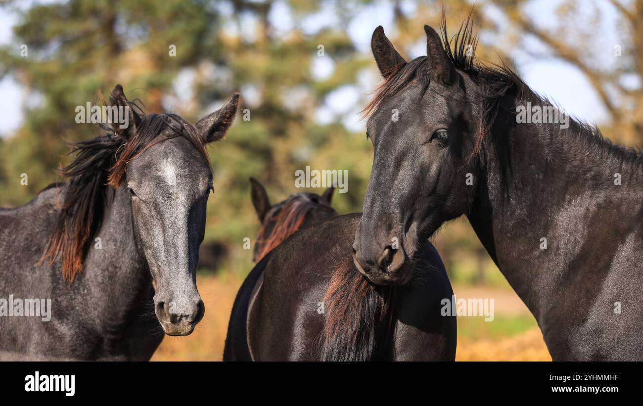 Mandria di cavalli al pascolo. Allevamento di animali Foto Stock