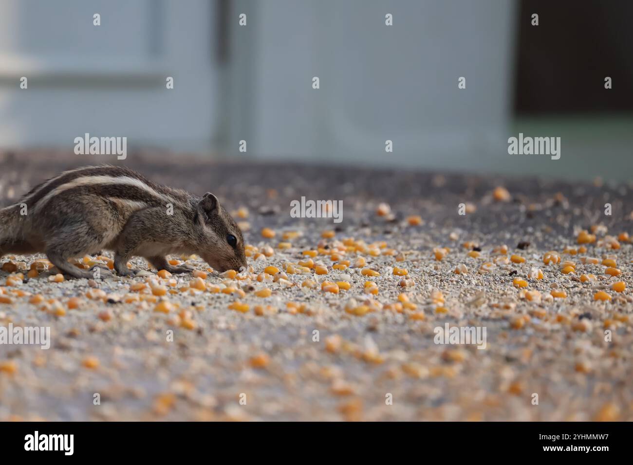 Scoiattolo che mangia noci e mais Foto Stock