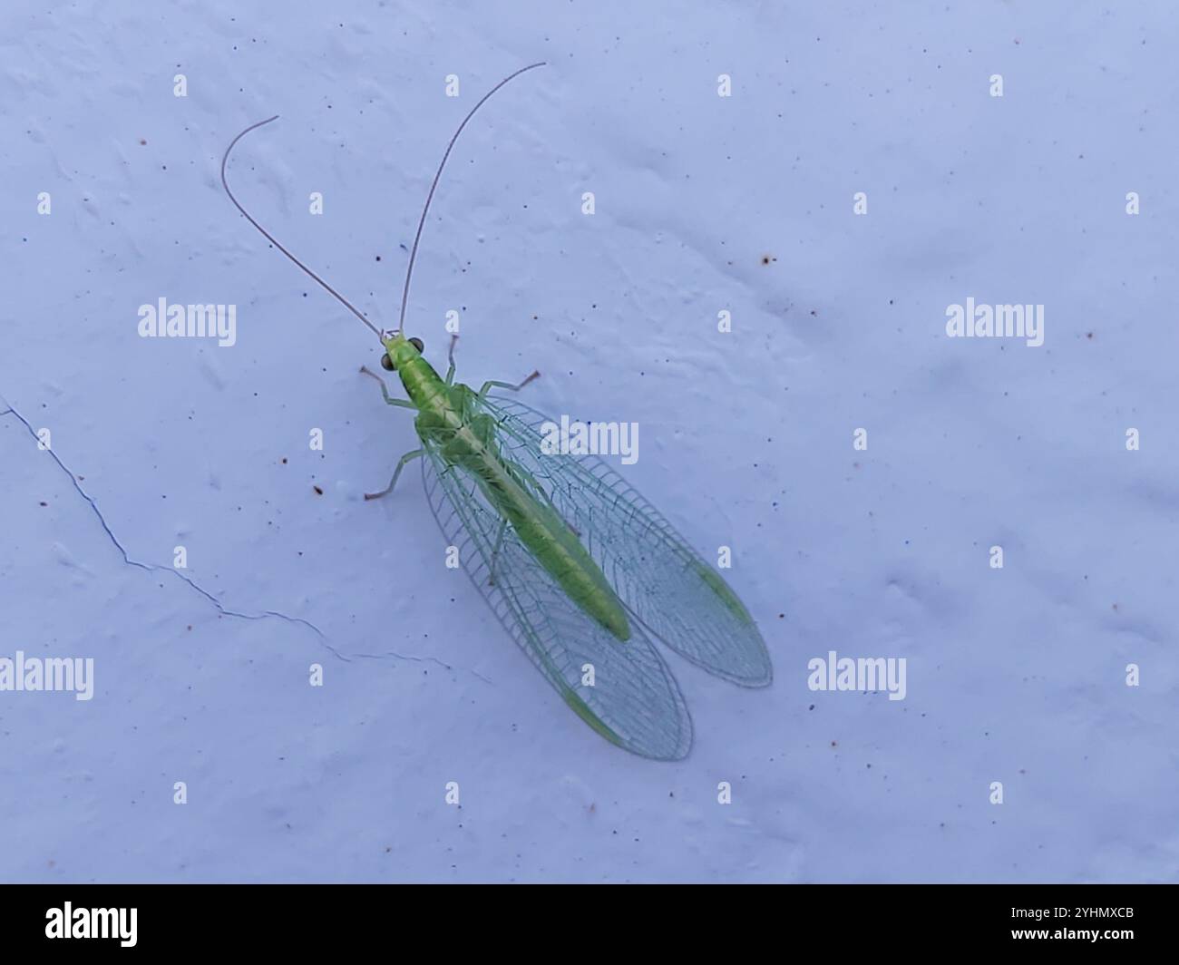 Lacewings verdi del gruppo carnea (Chrysoperla carnea) Foto Stock