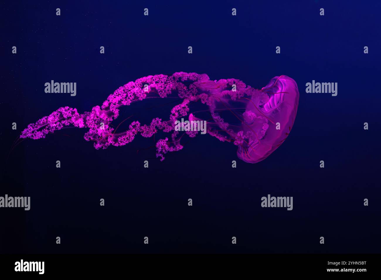 Ortica marina sudamericana Jellifish, Chrysaora plocamia che nuota in acquario con illuminazione al neon rossa. Organismi acquatici, animali, vita sottomarina, Foto Stock