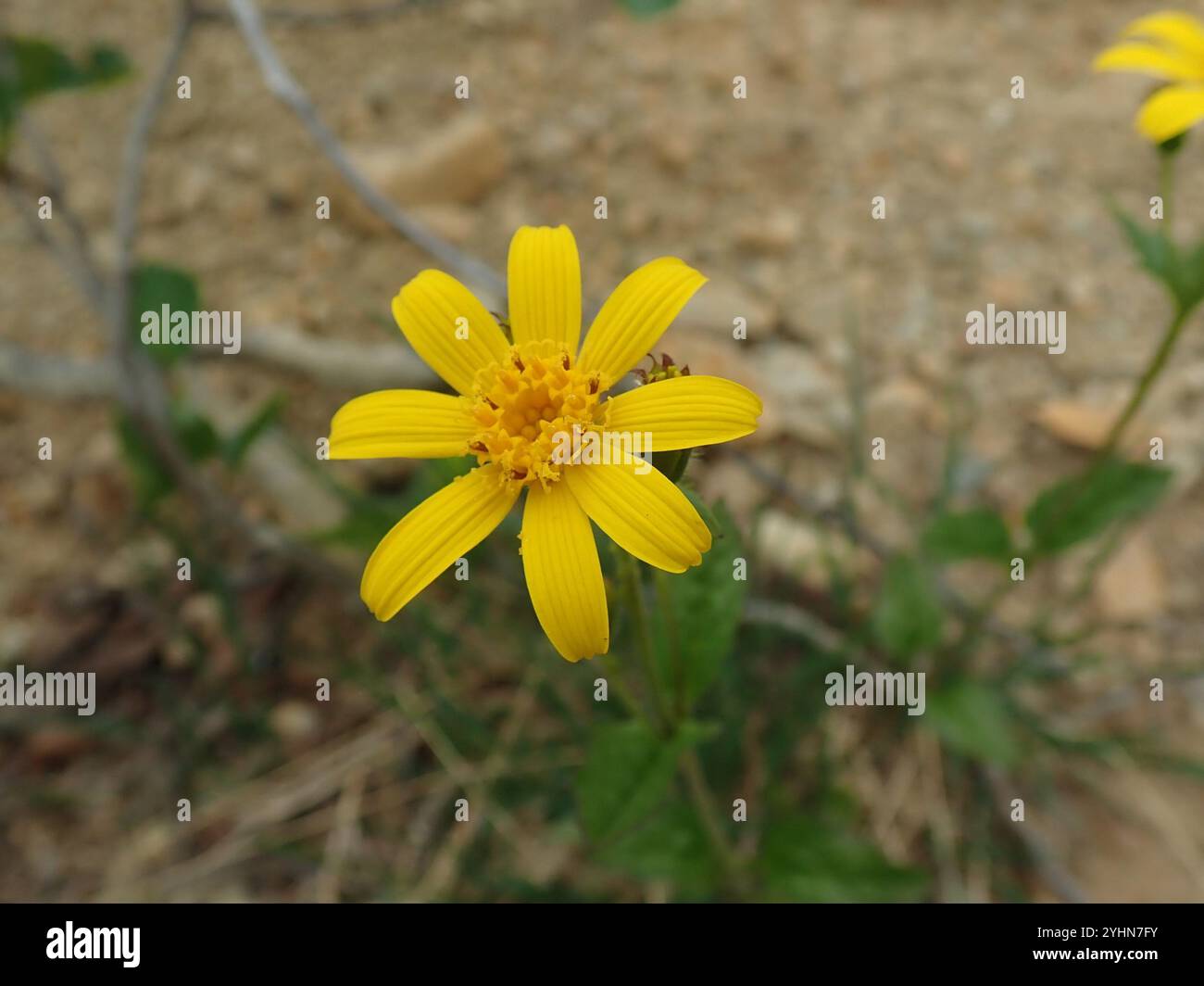 Arnica a foglia larga (Arnica latifolia) Foto Stock