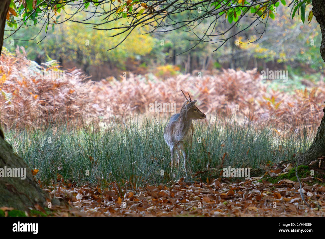 Cervo in autunno a Knole Park vicino a Sevenoaks nel Kent, Inghilterra Foto Stock