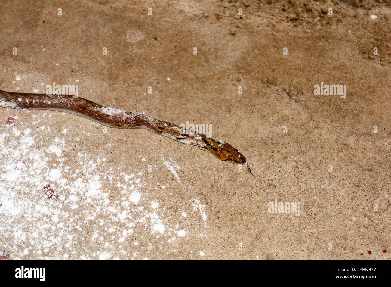 Un serpente deceduto giace su un pavimento di cemento sporco, coperto di polvere bianca, con tracce di sangue nelle vicinanze. Una scena triste di controllo dei parassiti o infelice AC Foto Stock