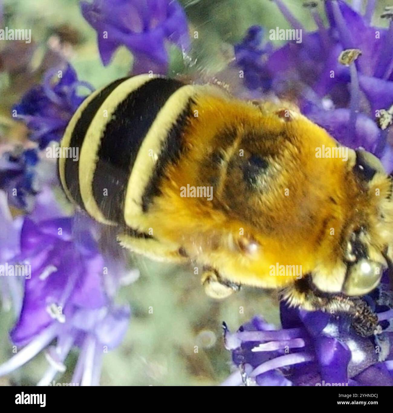 Ape da scarificatore a quattro strisce (Amegilla quadrifasciata) Foto Stock