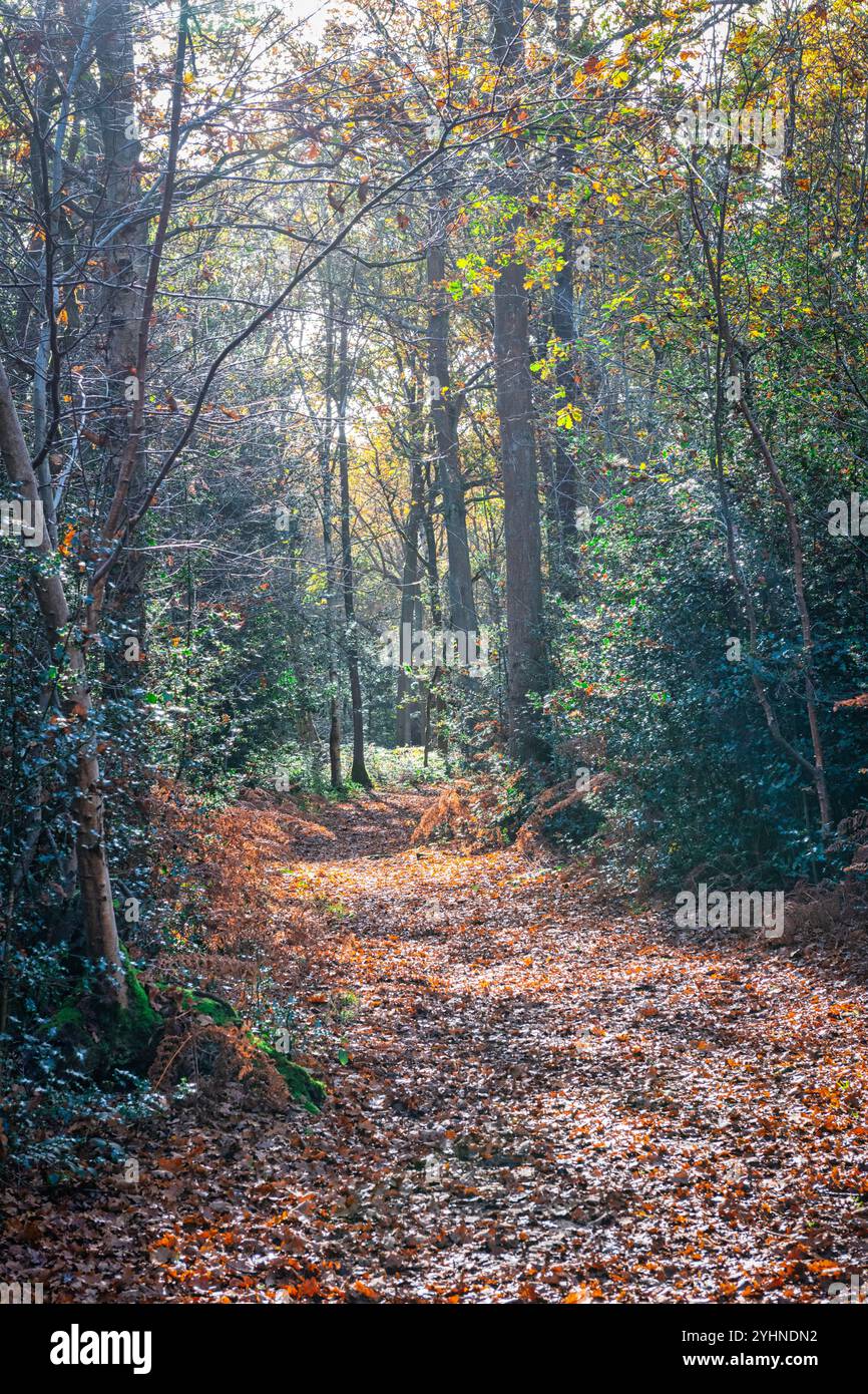 Petts Woods e Scadbury Park in autunno nel sud-est di Londra, Inghilterra Foto Stock