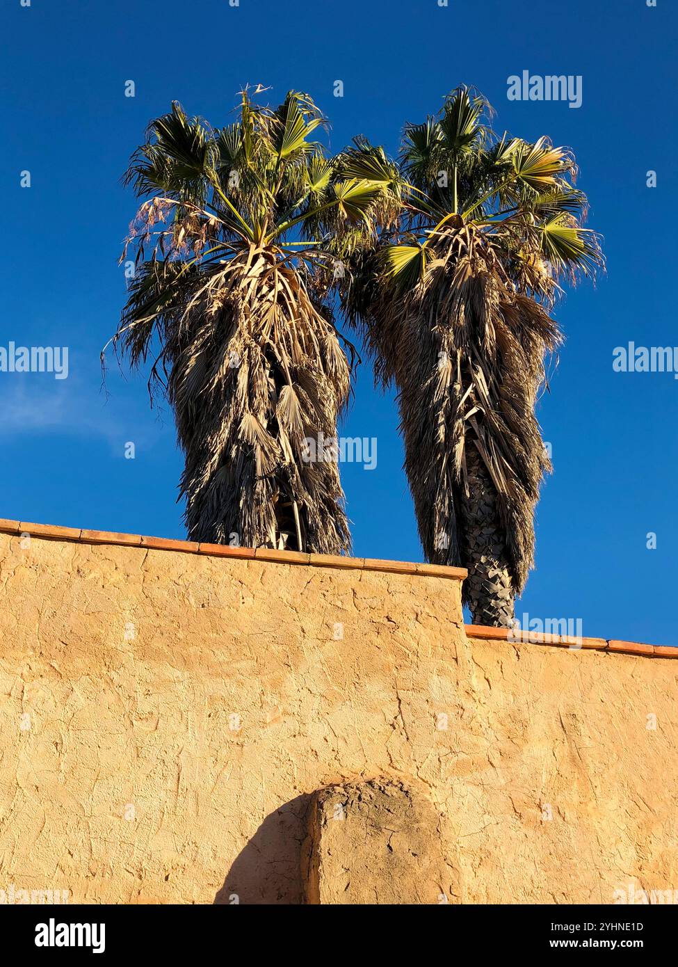 Due palme in un giardino Foto Stock