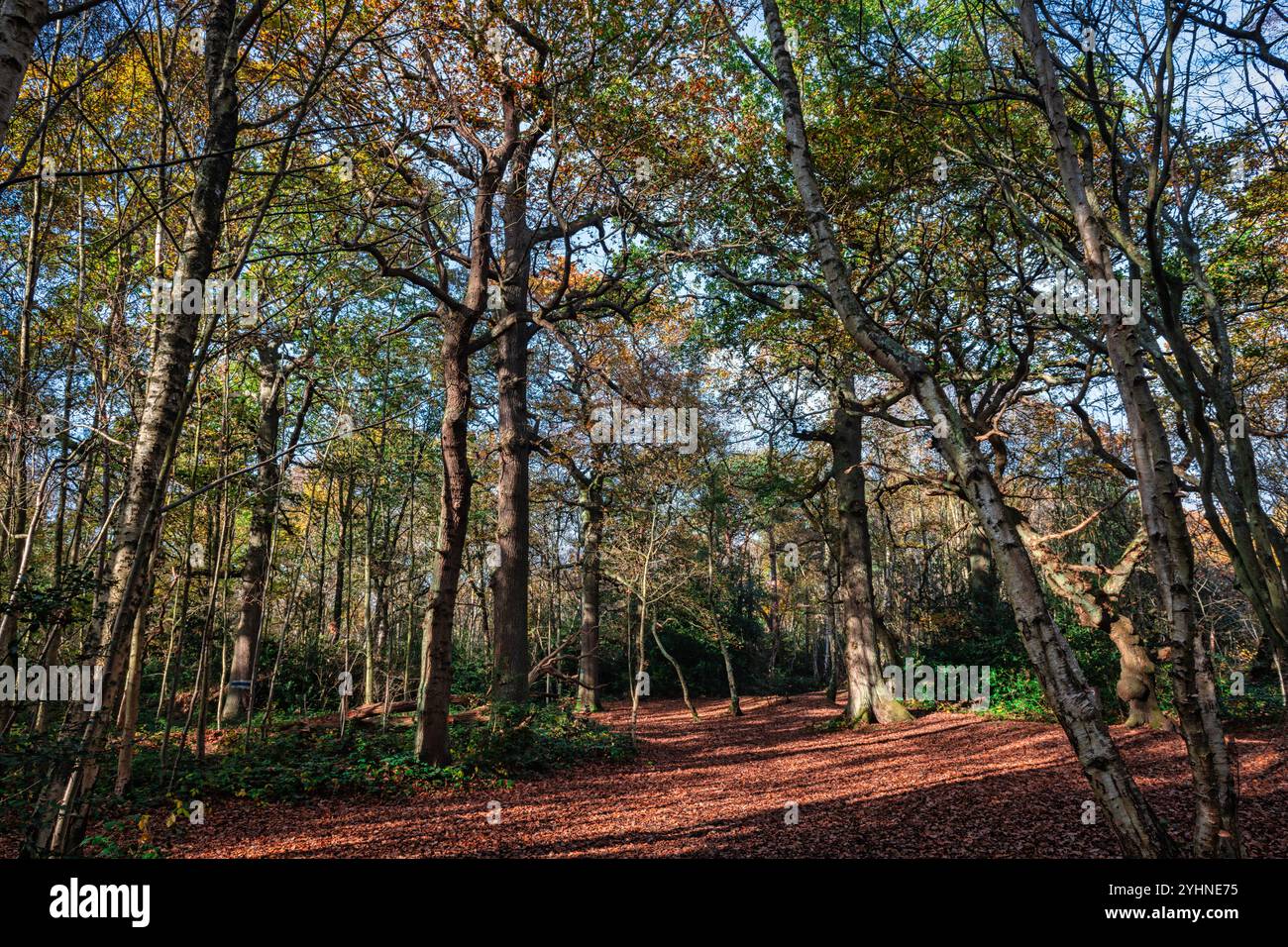 Petts Woods e Scadbury Park in autunno nel sud-est di Londra, Inghilterra Foto Stock