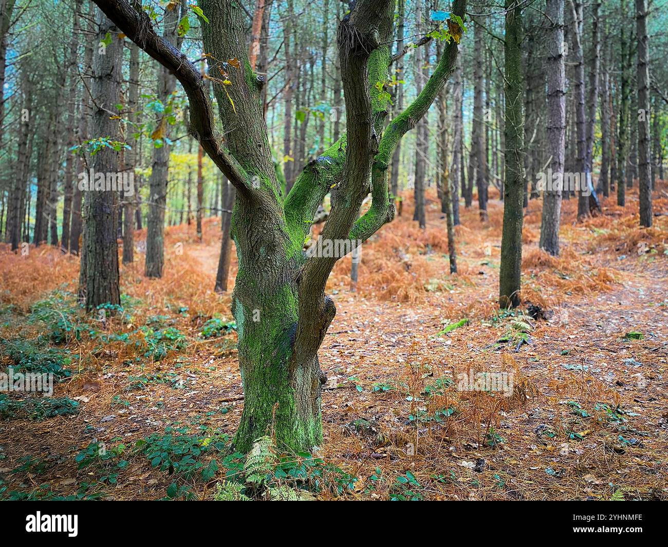 Quercia singola di fronte a una collina di conifere a Daresbury Firs in autunno Foto Stock