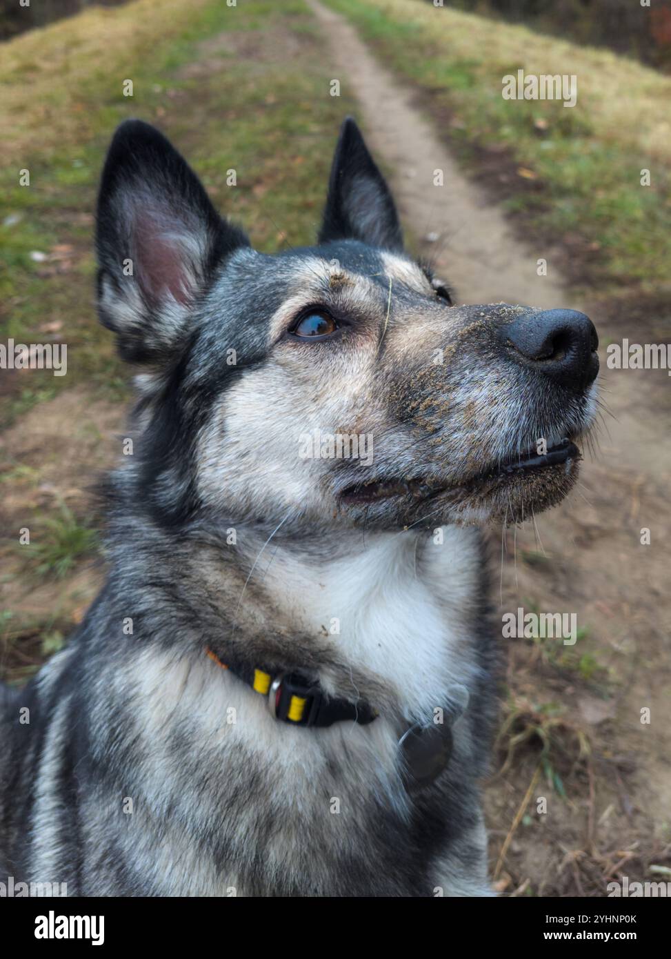 Primo piano di un cane bianco e grigio con una museruola sporca che guarda in alto in modo curioso su un sentiero escursionistico sterrato. - Immagine stock catturata con smartphone