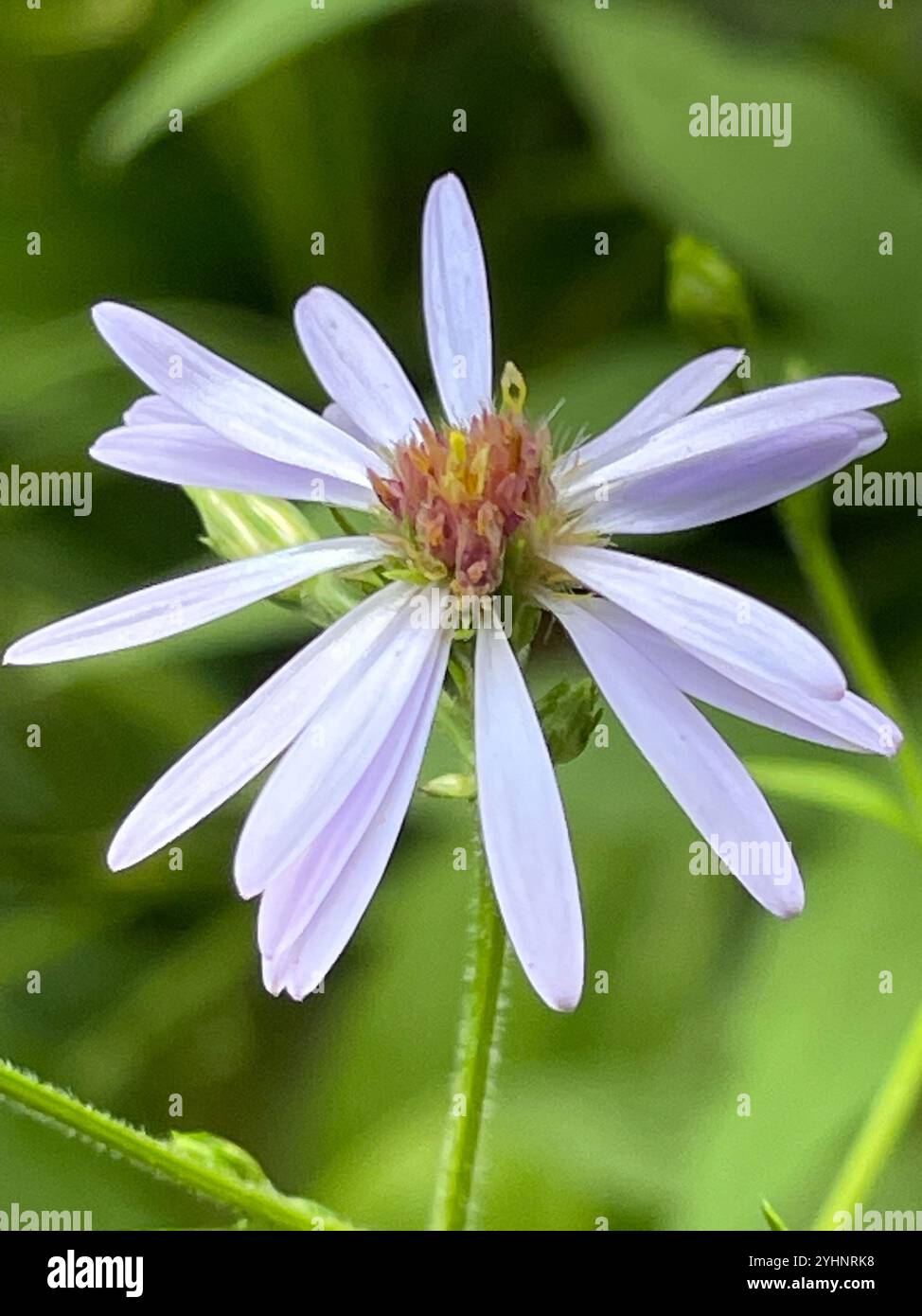 Lindley's Aster (Symphyotrichum ciliolatum) Foto Stock