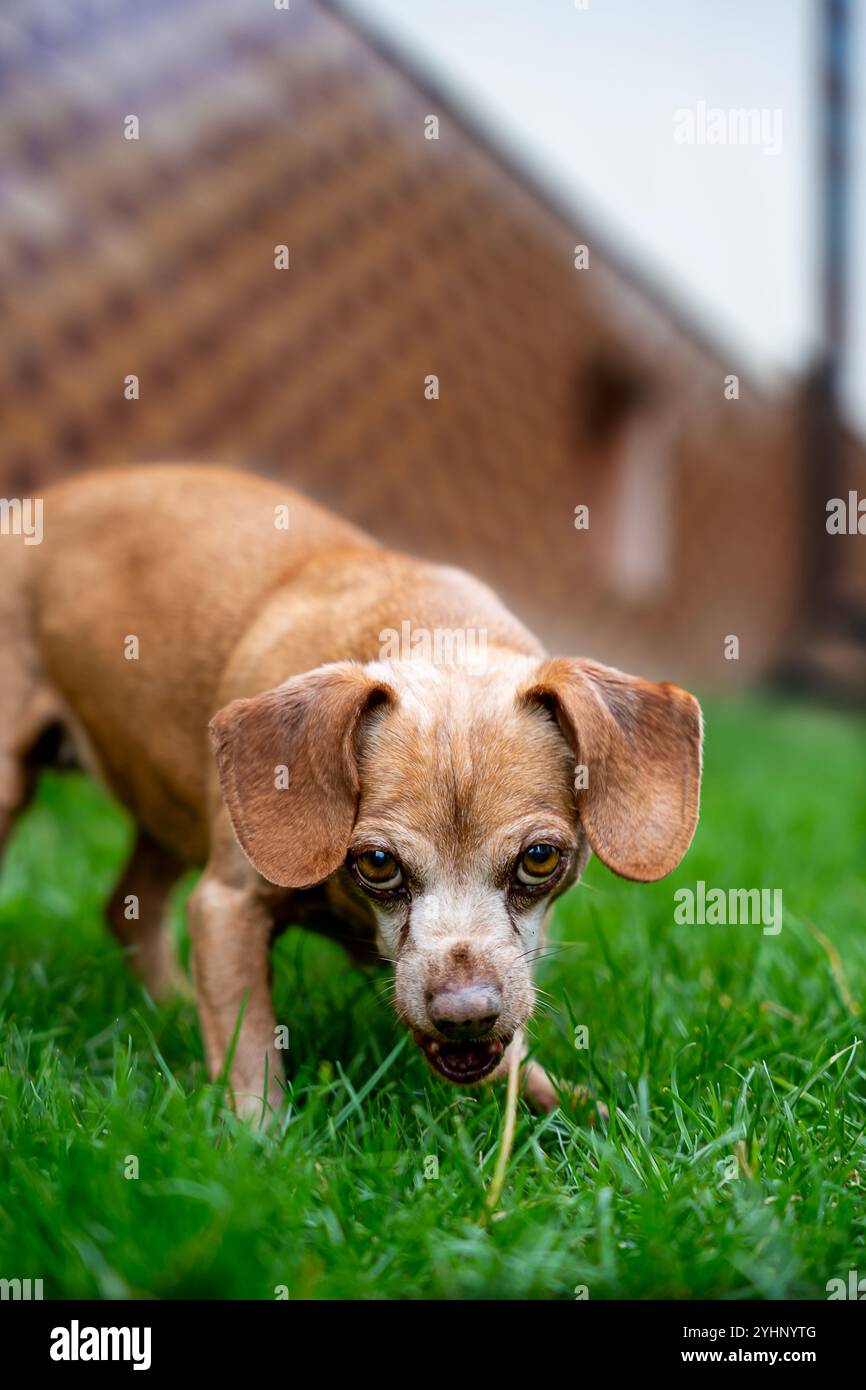 Cane dagli occhi grandi, dachshund mestizo, primo piano Foto Stock