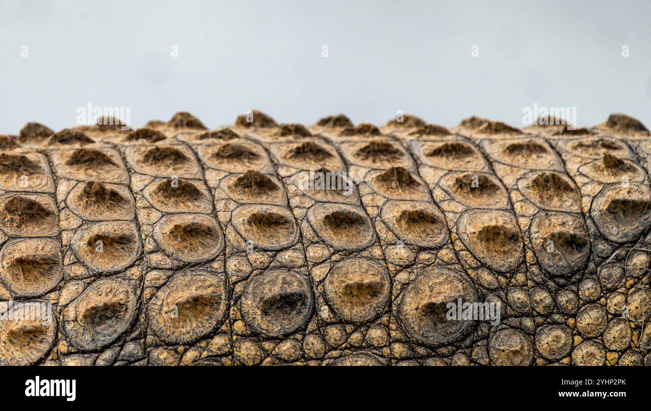 Le scricchiolose scricchiolano sull'armatura della pelle del coccodrillo nella riserva di caccia di Schotia, Capo Orientale, Sud Africa Foto Stock