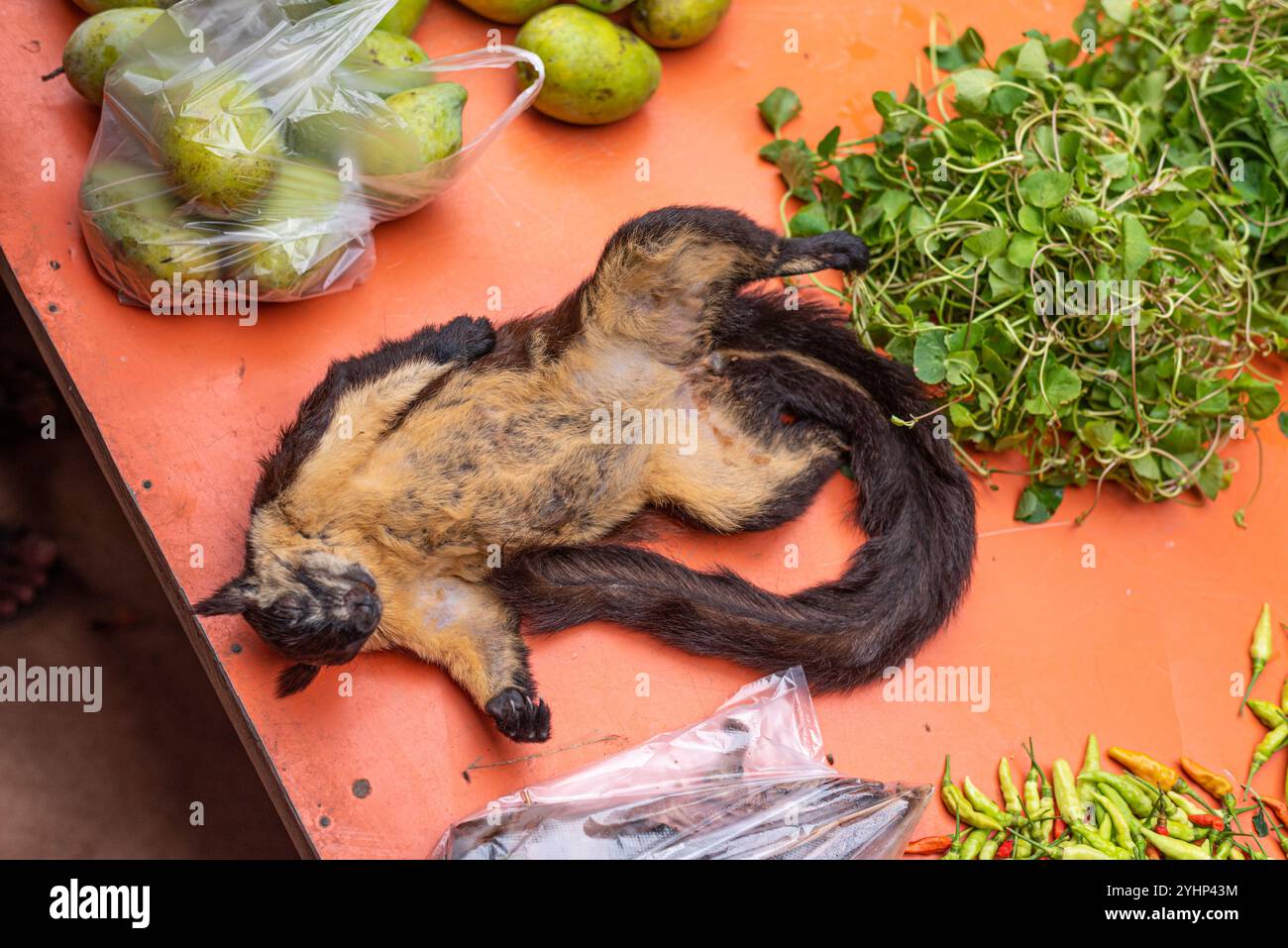 Xepon, Laos - 24 giugno 2023: Un cadavere di uno scoiattolo gigante nero (Ratufa bicolor) viene venduto al mercato di Xepon. Foto Stock