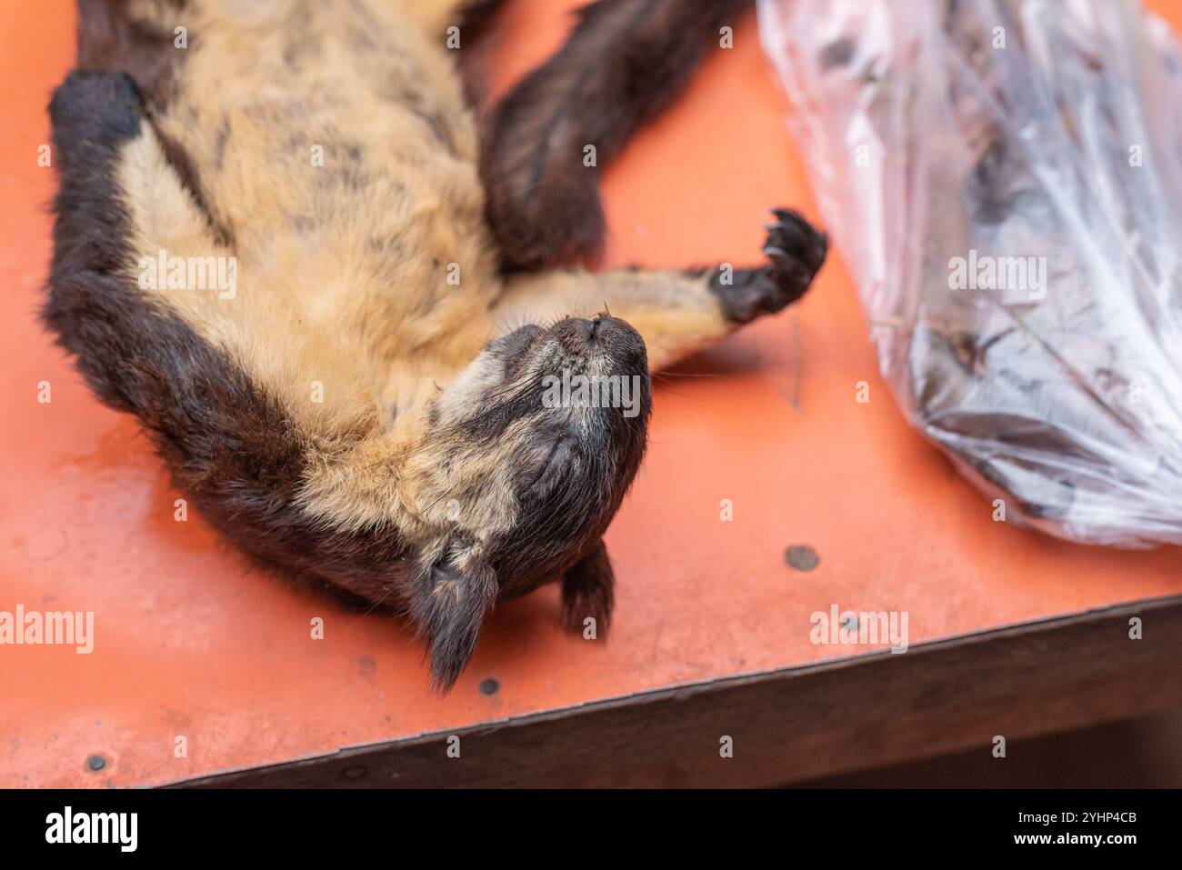 Xepon, Laos - 24 giugno 2023: Un cadavere di uno scoiattolo gigante nero (Ratufa bicolor) viene venduto al mercato di Xepon. Foto Stock