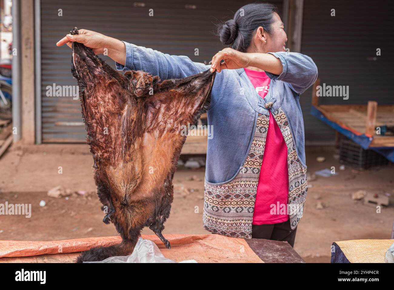 Xepon, Laos - 24 giugno 2023: Un cadavere di uno scoiattolo gigante nero (Ratufa bicolor) viene venduto al mercato di Xepon. Foto Stock