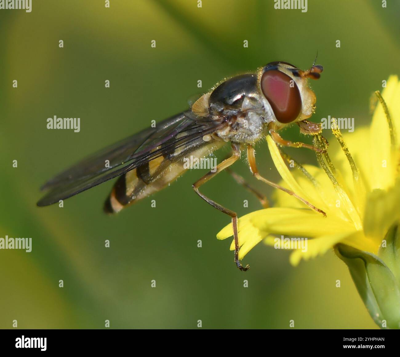 Coda di coda maculata (Meliscaeva auricollis) Foto Stock