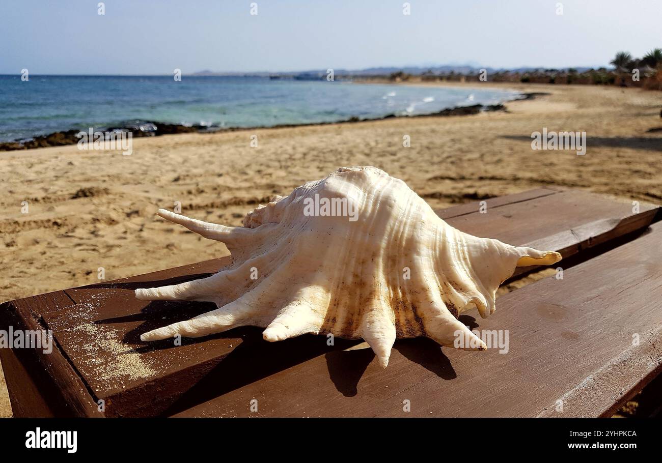 Marsa Alam, Ägypten, Reisen, Entspannung, Schnorcheln Foto Stock