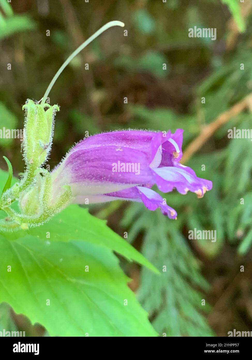 Boodland Beardtongue (Nothochelone nemorosa) Foto Stock