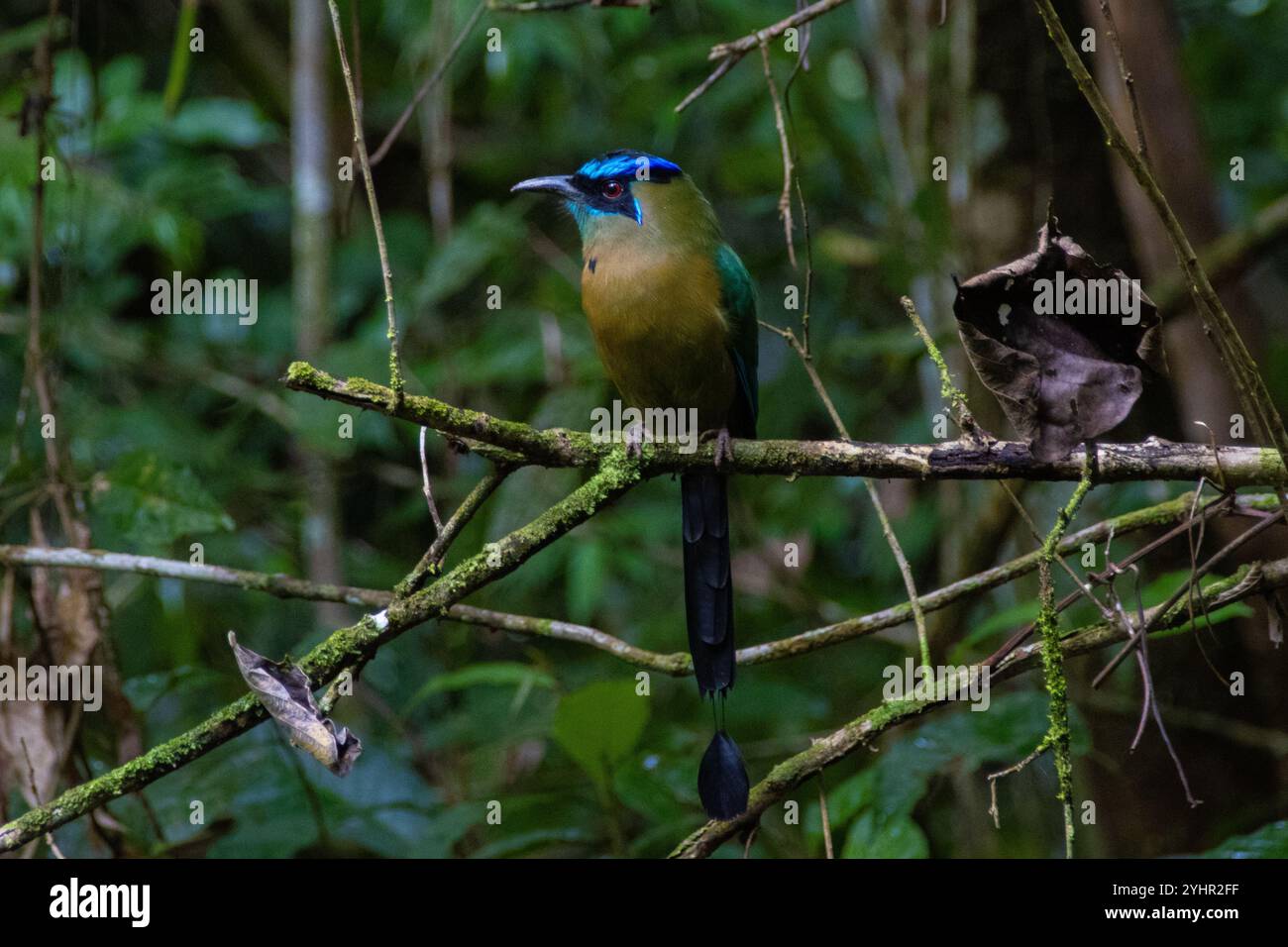 Colorato Motmot nel Parco Nazionale Manuel Antonio, Costa Rica Foto Stock