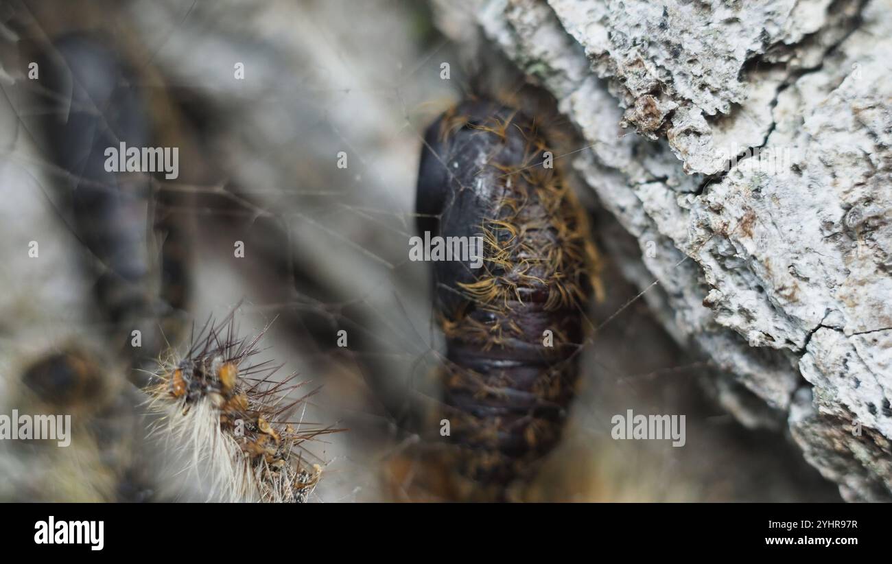 Moth spugnoso (Lymantria dispar) Foto Stock