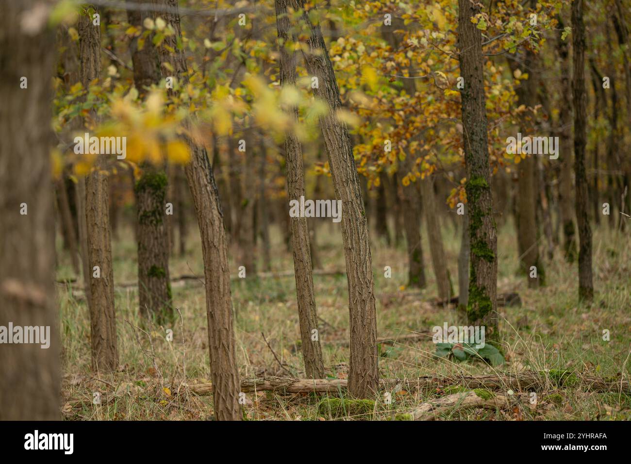 Herbstlicher Wald mit Bäumen und Moos , Deutschland, Assia, Francoforte sul meno, 12.11.2024, Ein dichter Wald im Herbst, mit gelb gefärbtem Laub und moosbedeckten Baumstämmen, der Ruhe und natürliche Schönheit ausstrahlt. *** Foresta autunnale con alberi e muschio , Germania, Assia, Francoforte sul meno, 12 11 2024, una fitta foresta in autunno, con fogliame di colore giallo e tronchi d'albero ricoperti di muschio, che irradiano pace e bellezza naturale Foto Stock