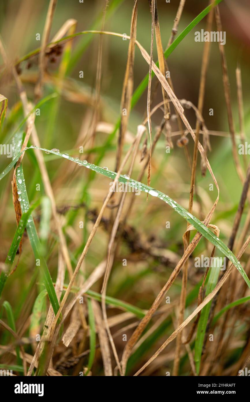 Grashalme mit Wassertropfen im Herbst , Deutschland, Assia, Francoforte sul meno, 12.11.2024, Nahaufnahme von Grashalmen mit Wassertropfen, die an einem kühlen Herbsttag auf den Blättern ruhen und die Schönheit der Natur zeigen. *** Lama d'erba con goccioline d'acqua in autunno , Germania, Assia, Francoforte sul meno, 12 11 2024, primo piano di lame d'erba con gocce d'acqua che poggiano sulle foglie in una fredda giornata autunnale, mostrando la bellezza della natura Foto Stock