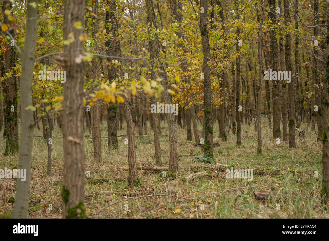 Herbstlicher Wald mit Bäumen und Moos , Deutschland, Assia, Francoforte sul meno, 12.11.2024, Ein dichter Wald im Herbst, mit gelb gefärbtem Laub und moosbedeckten Baumstämmen, der Ruhe und natürliche Schönheit ausstrahlt. *** Foresta autunnale con alberi e muschio , Germania, Assia, Francoforte sul meno, 12 11 2024, una fitta foresta in autunno, con fogliame di colore giallo e tronchi d'albero ricoperti di muschio, che irradiano pace e bellezza naturale Foto Stock