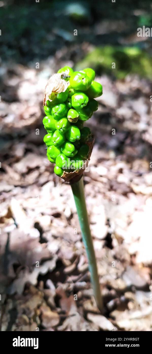 Arum allungato (Arum elongatum) Foto Stock